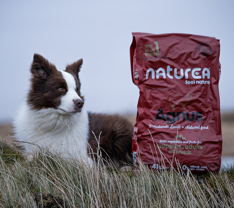 Agnus - Cordero de pastizales