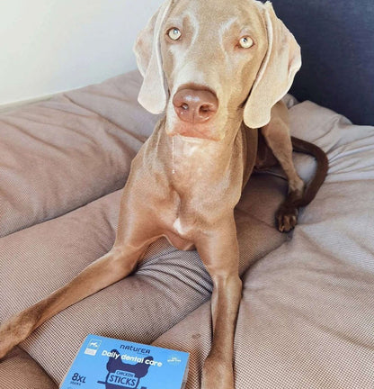 Barritas Dentales - Pollo (XL)