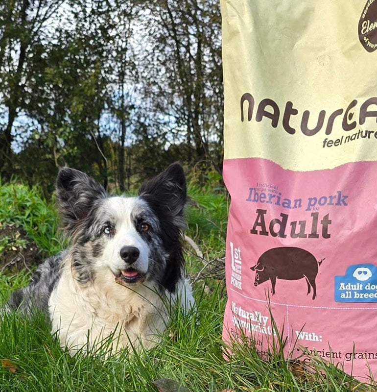 Adulto - Cerdo Ibérico