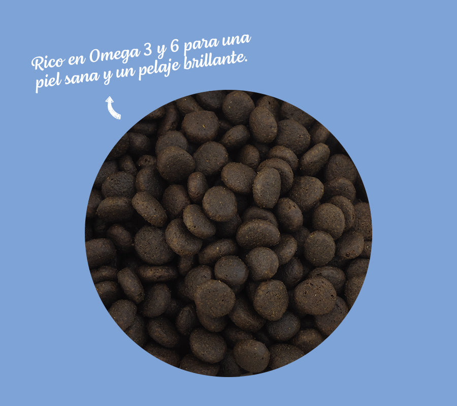 Atlantica North Atlantic Salmon