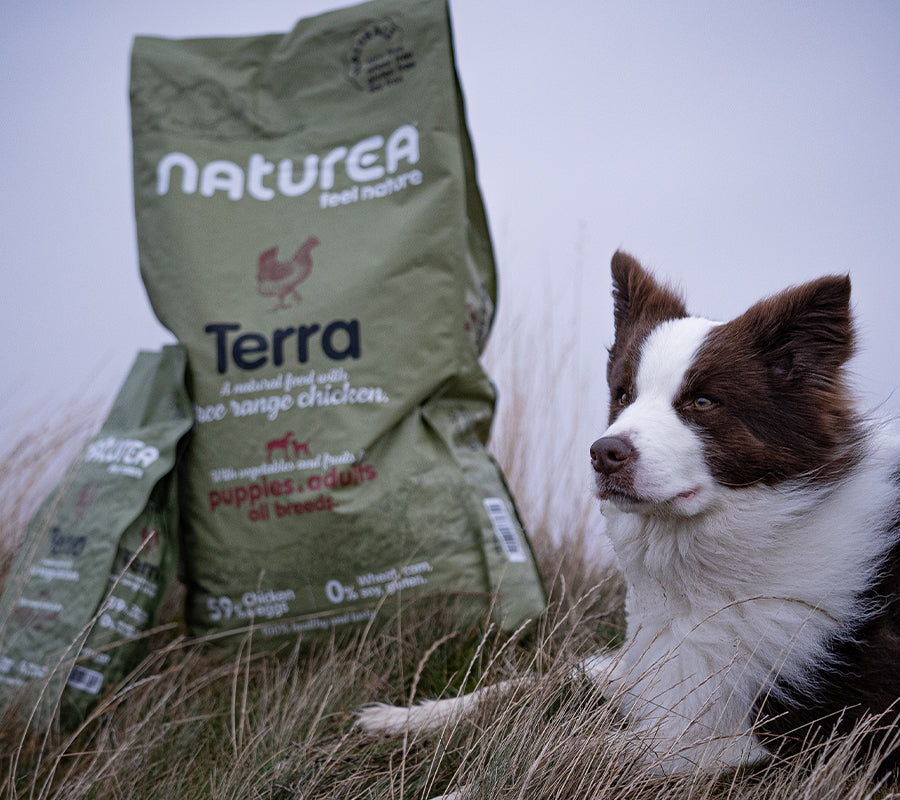 Terra - con Pollo de Corral